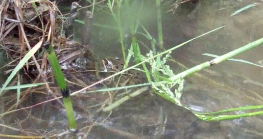 Screen Shot 2013-07-13 at 8.27.59 AM