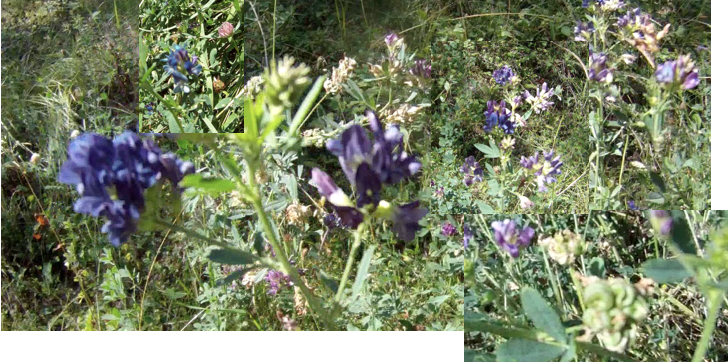 Screen Shot 2013-08-10 at 9.19.20 AM