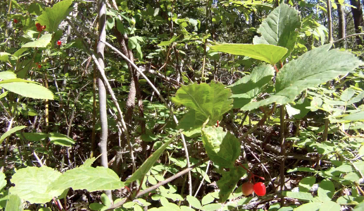 Screen Shot 2013-08-28 at 9.13.46 AM