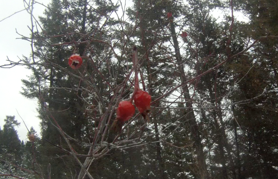 Screen Shot 2013-12-20 at 9.10.51 AM