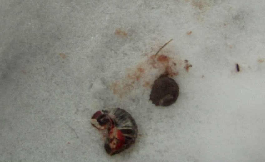 Screen Shot 2014-01-25 at 8.02.46 AM