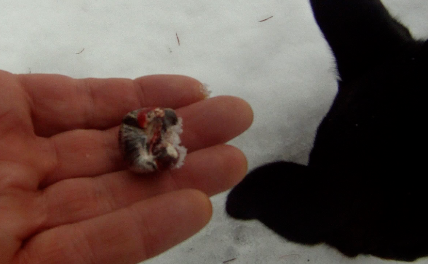 Screen Shot 2014-01-25 at 8.03.55 AM