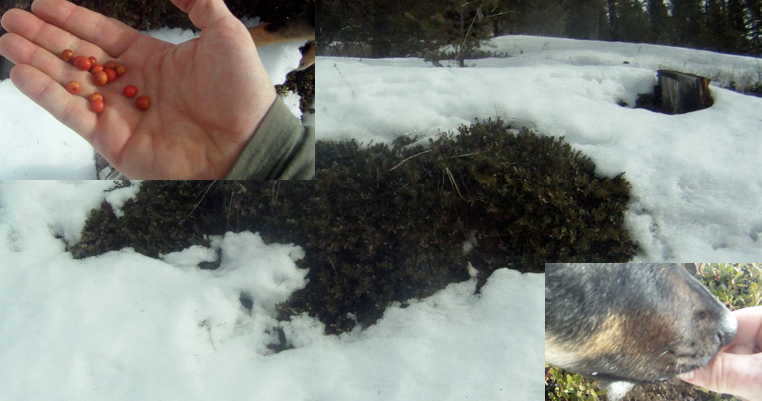 Screen Shot 2014-03-12 at 9.09.50 AM