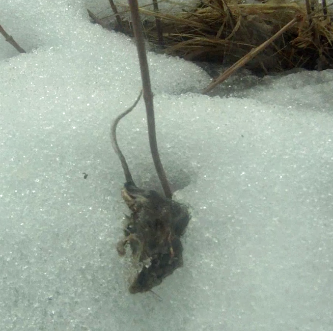 Screen Shot 2014-03-15 at 9.29.27 AM