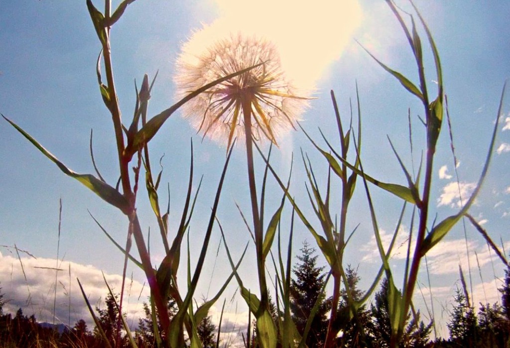 Scaffolding of the Sun