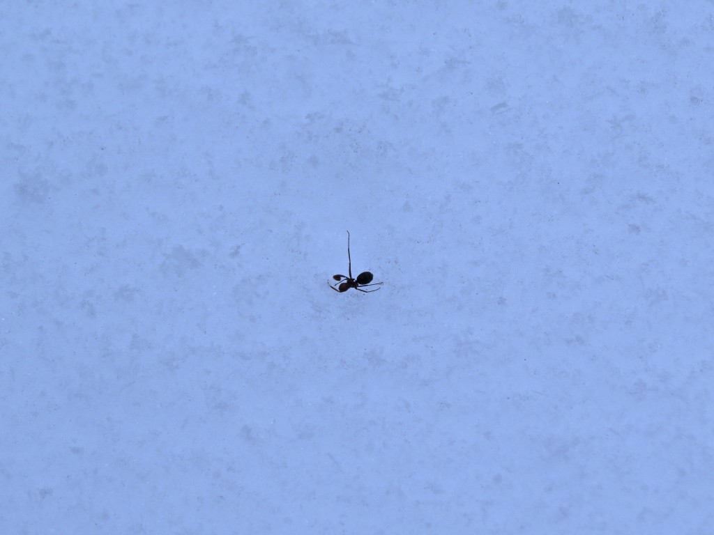 Ant