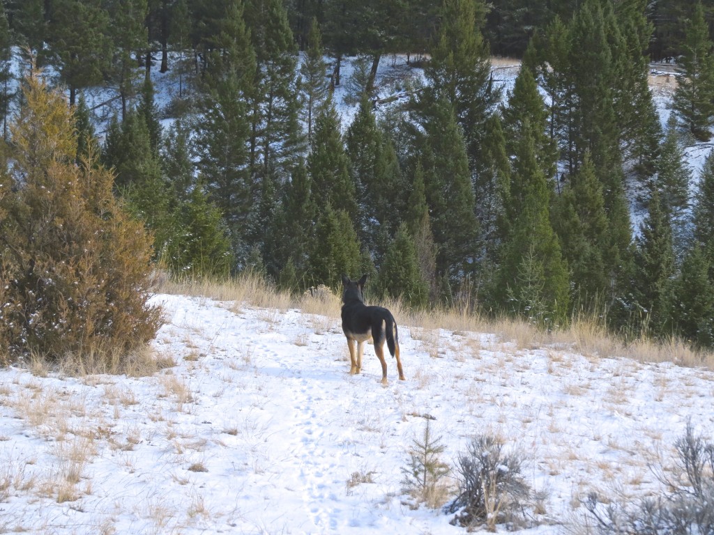 Sit Ubu Sit - Good Dog