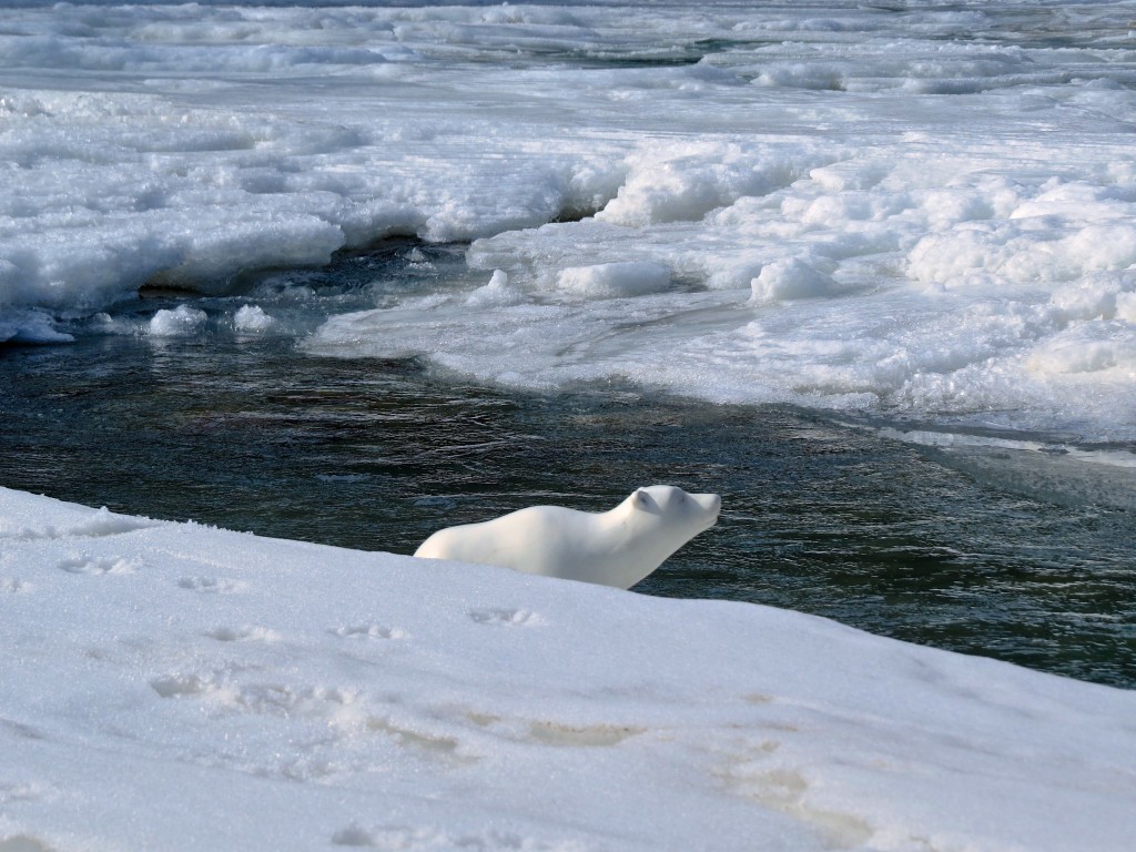 Across the Iceflows