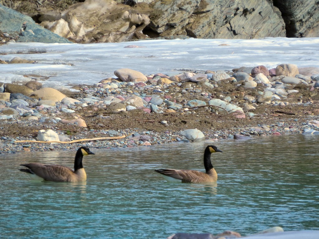 Canada Geese