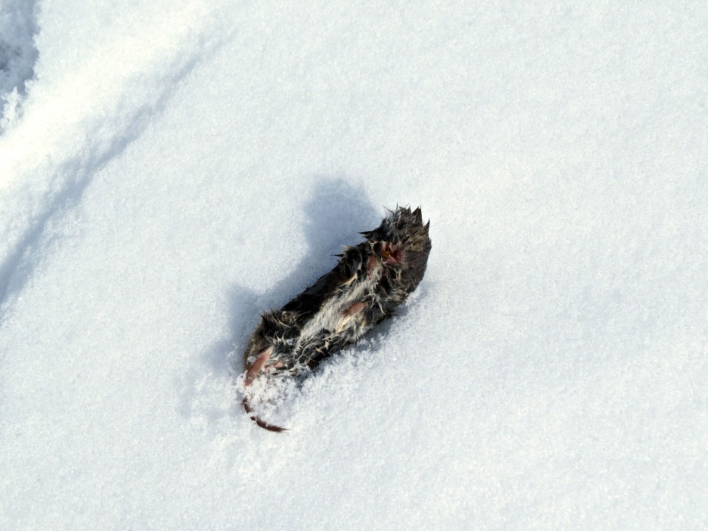 Dead Mouse