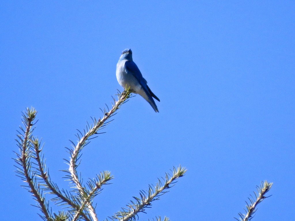 Blue Avian