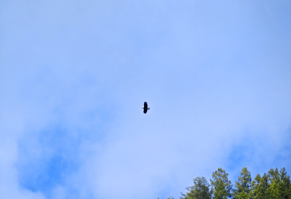 Bald Eagle