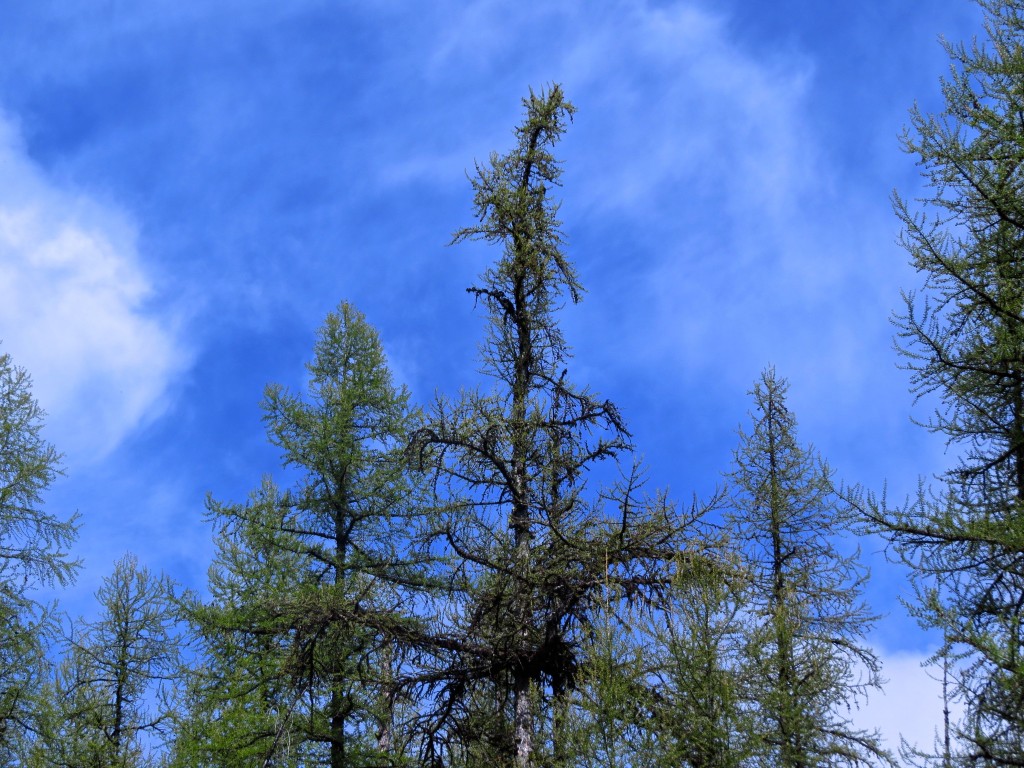 Budding Larch
