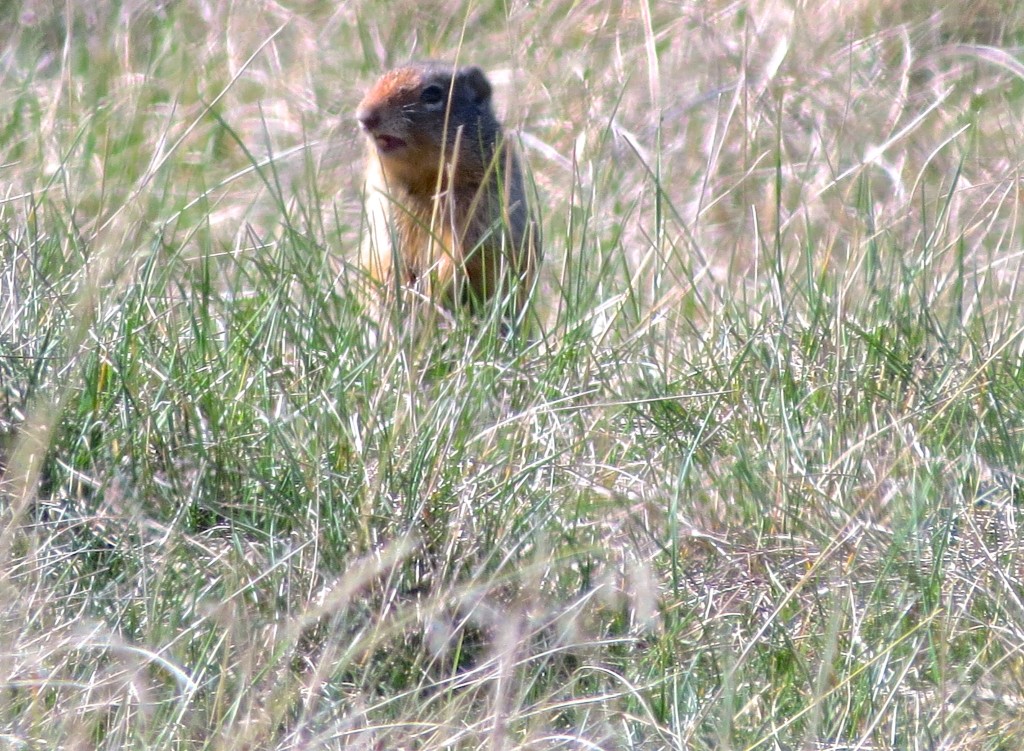 Columbia Ground Squirrel