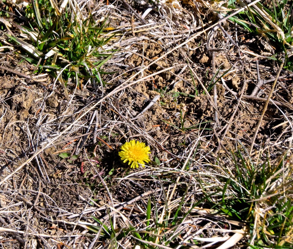 Dandelion!