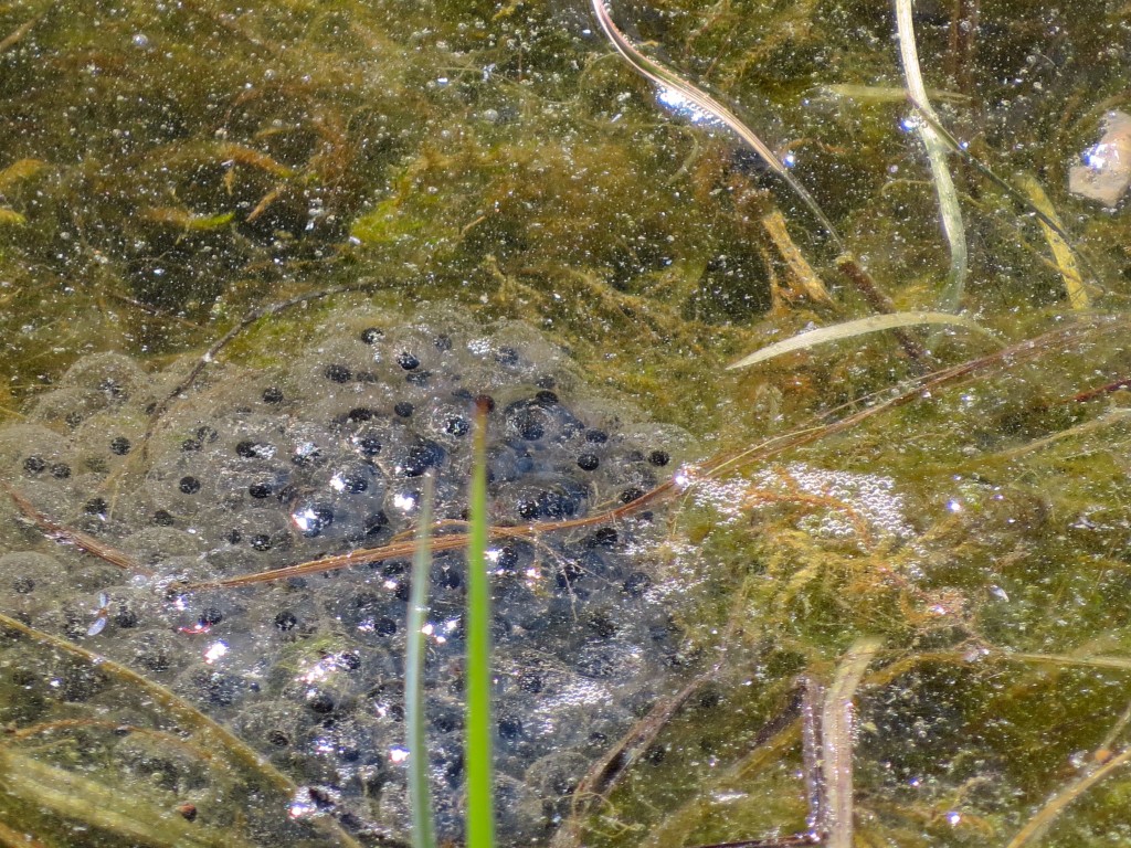 Frog Eggs