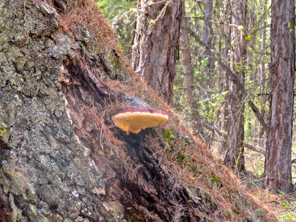 Horseshoe Fungus on Larch