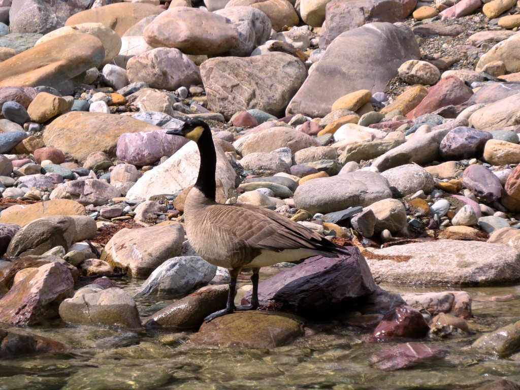 Looking Upstream