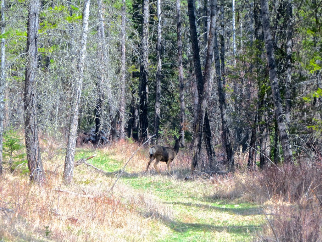 Mule Deer