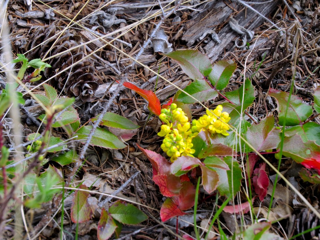 Oregon Grape Flowers