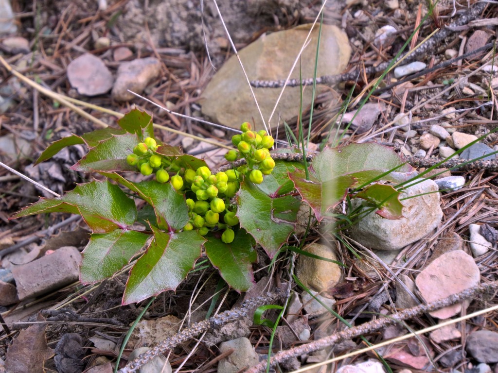 Oregon Grape