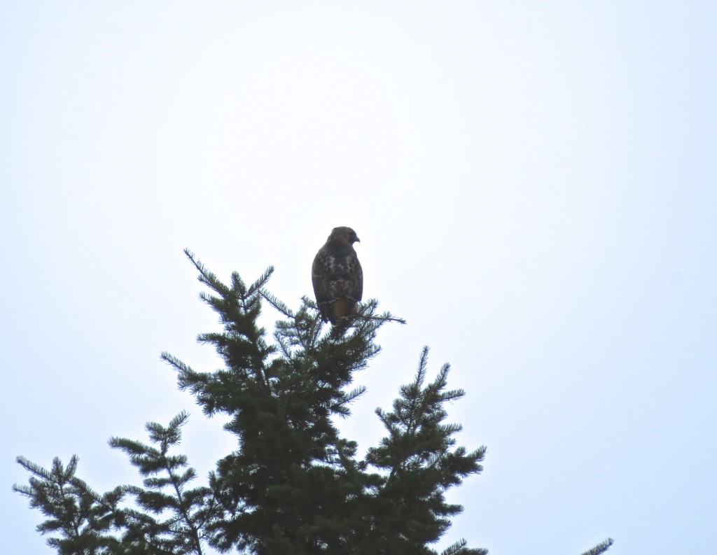 Red-Tailed Hawk