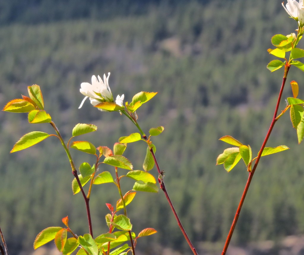 Saskatoonberry Flowers!