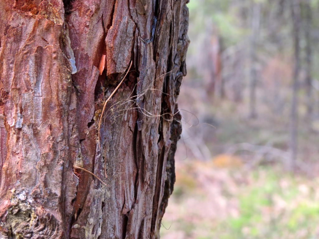 Sasquatch Scratching Tree