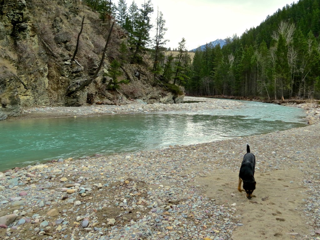 Sitka at the Duck Pond