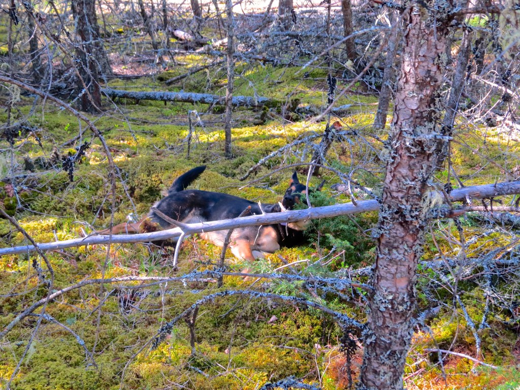 Sitka in the Moss