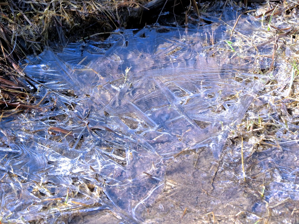 Spider Ice