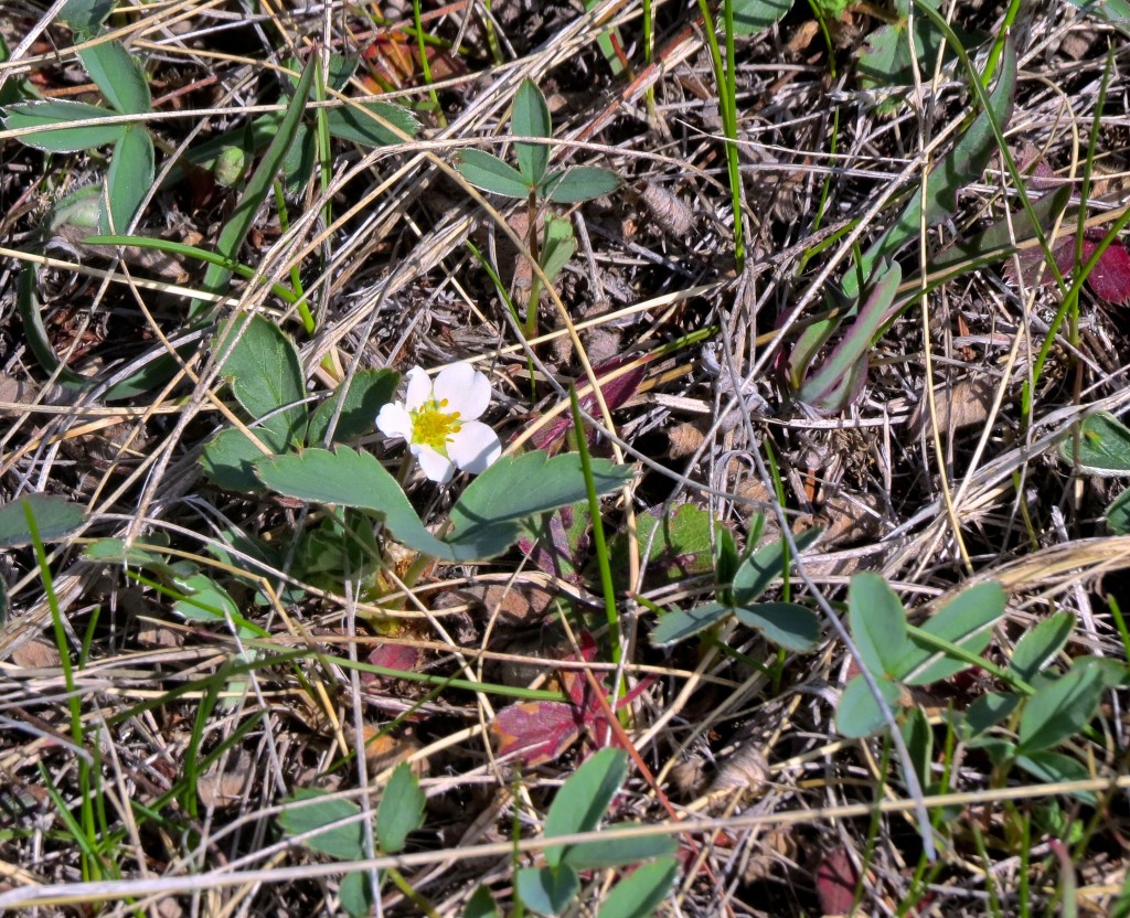 Strawberry Flower