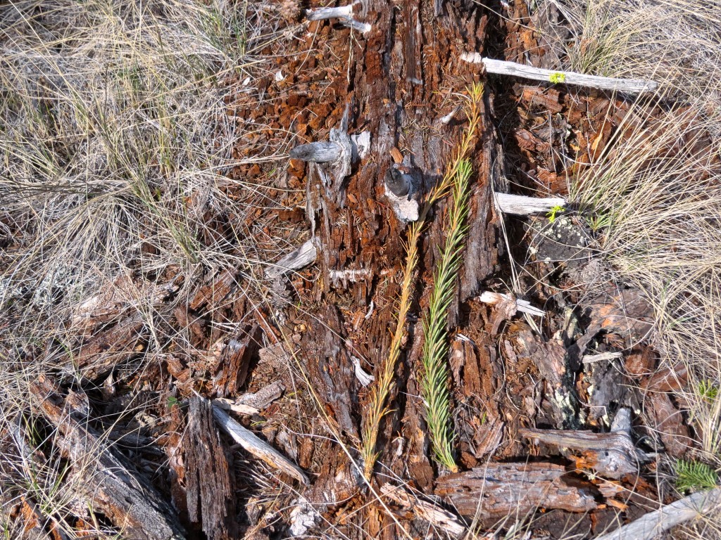 Talking Sticks