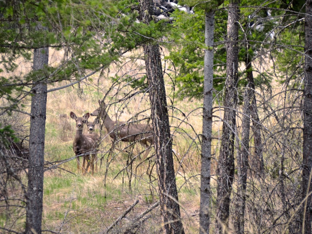 Through the Trees