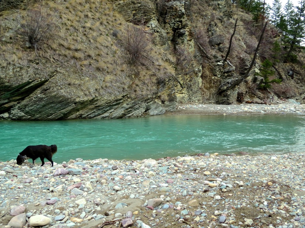 Toby at the Duck Pool