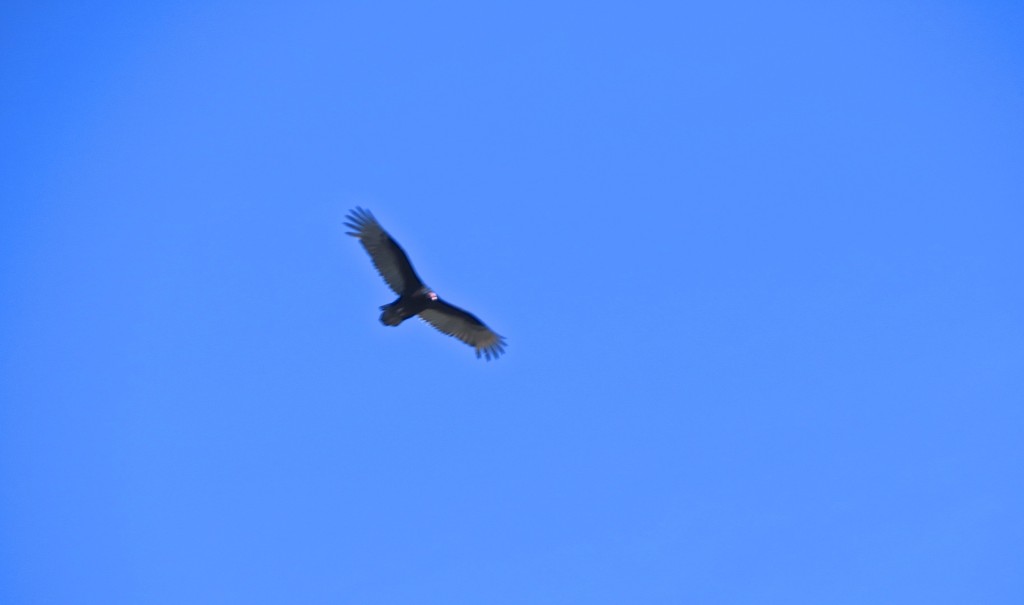 Turkey Vulture