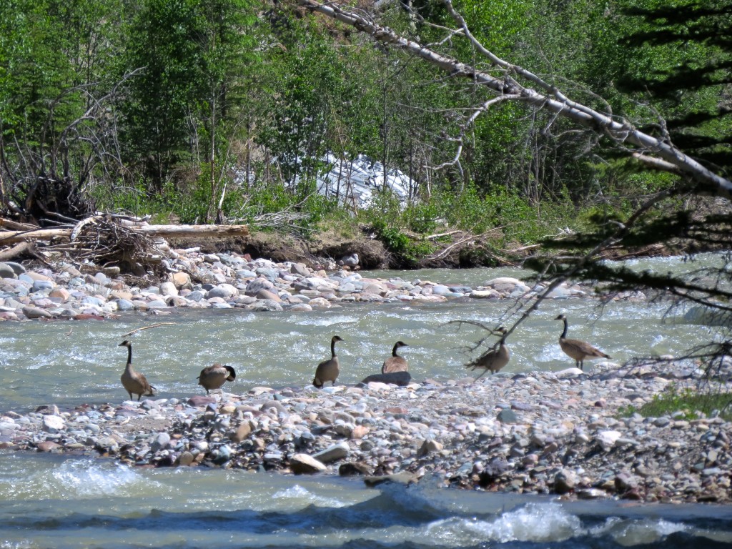 A Gaggle