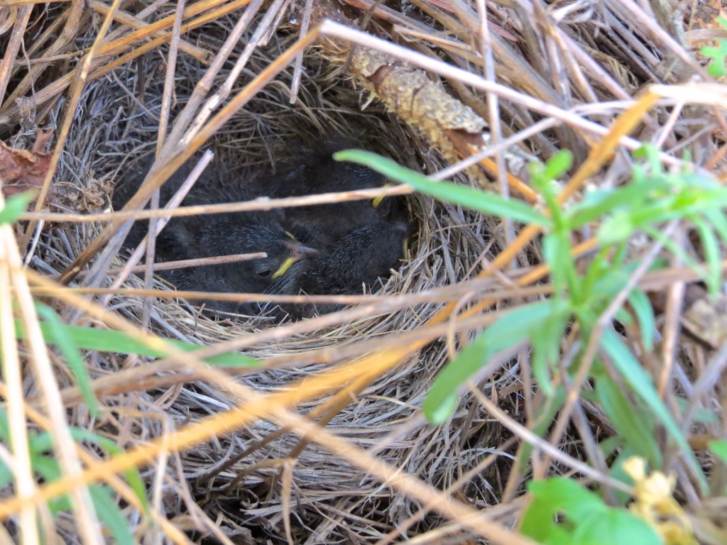 Baby Bird Update