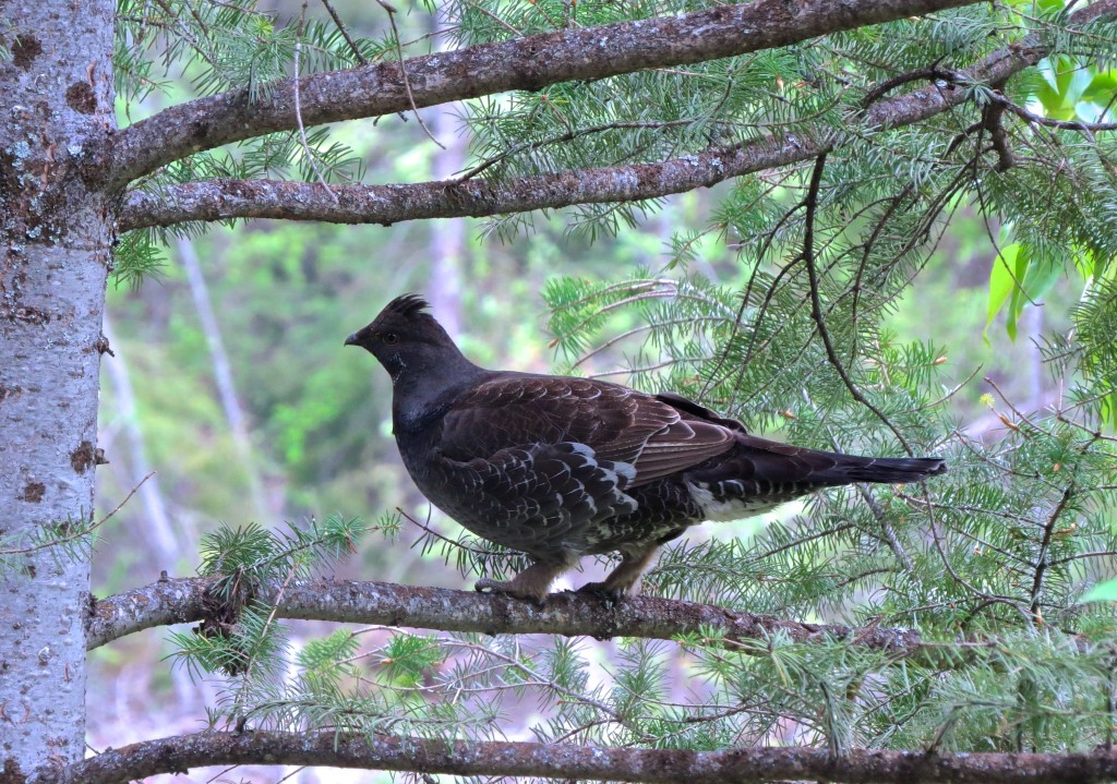 Badass Grouse