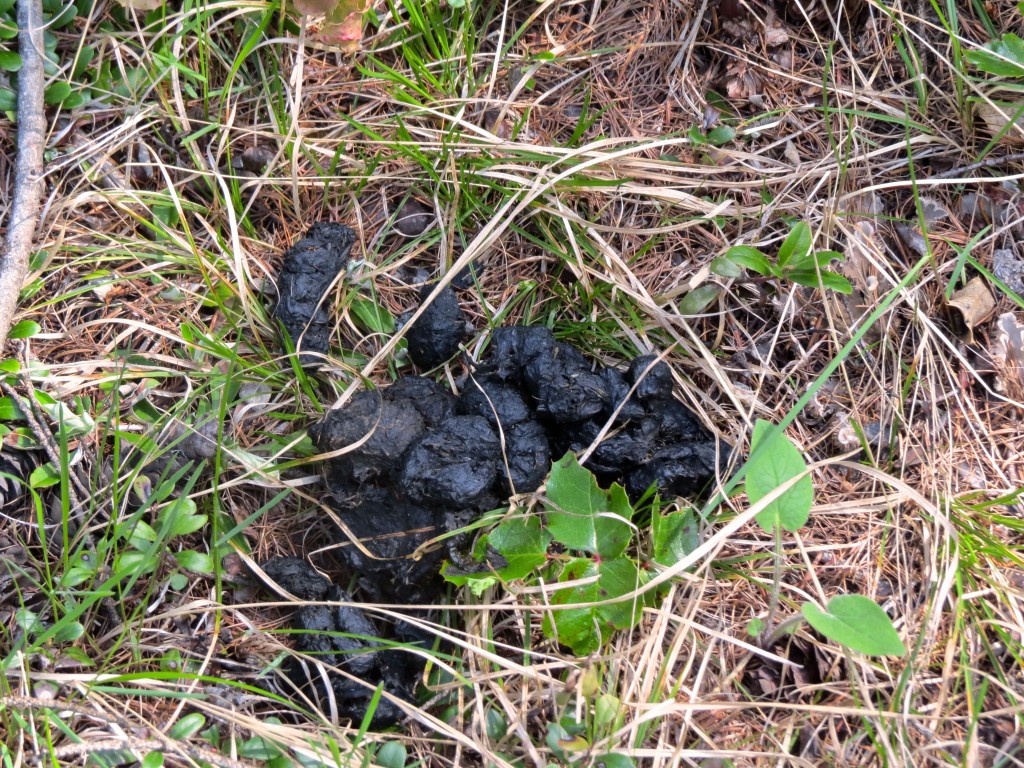 Bear Poop