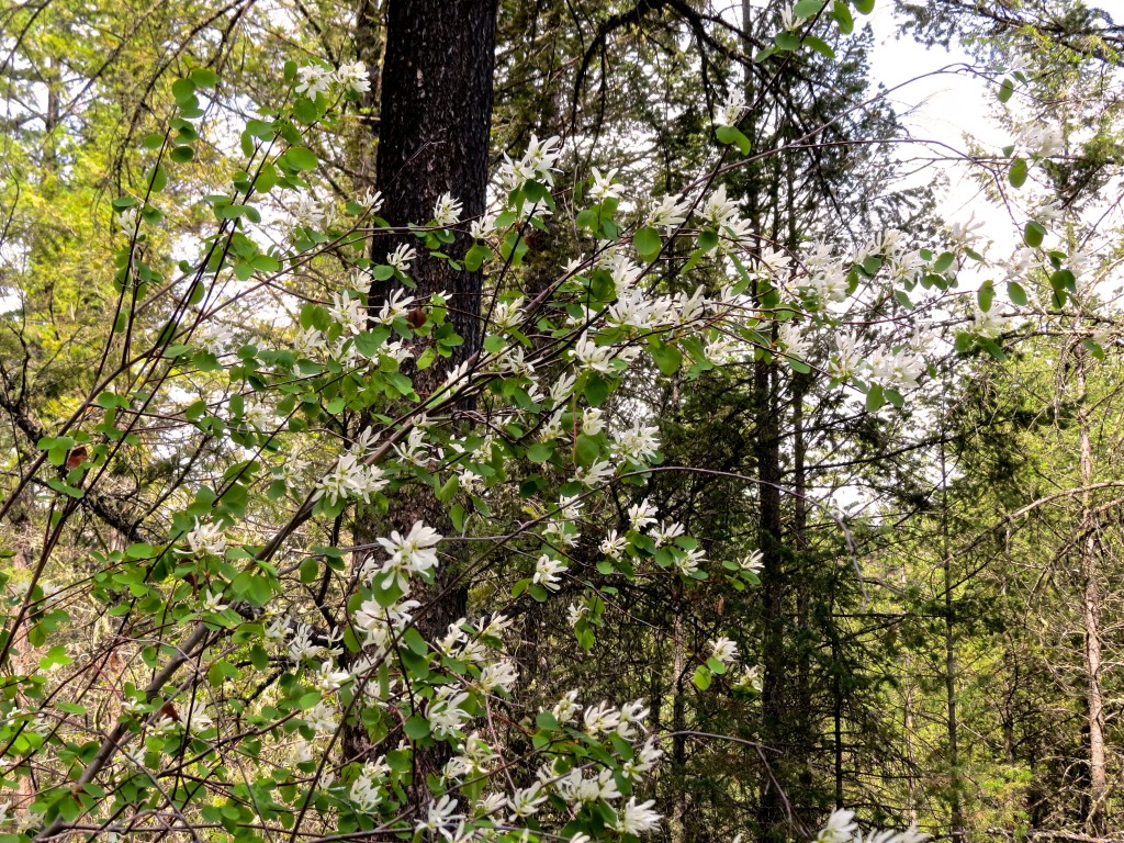 Blossom Time!