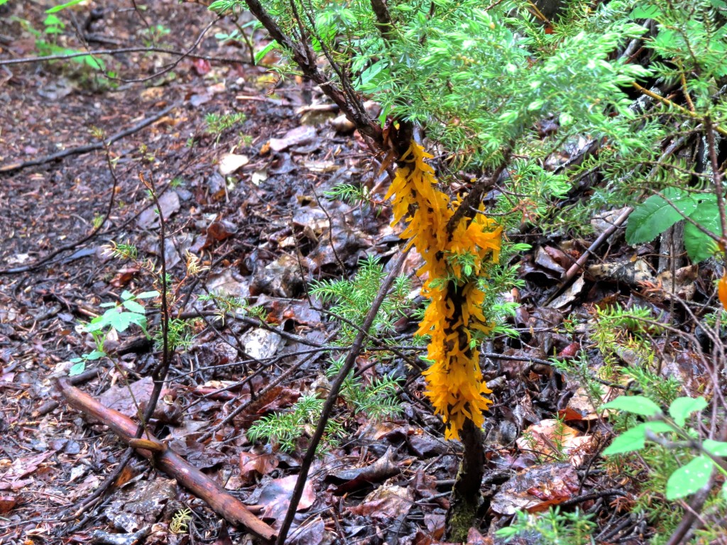 Cedar-Hawthorn Rust Spore Masses