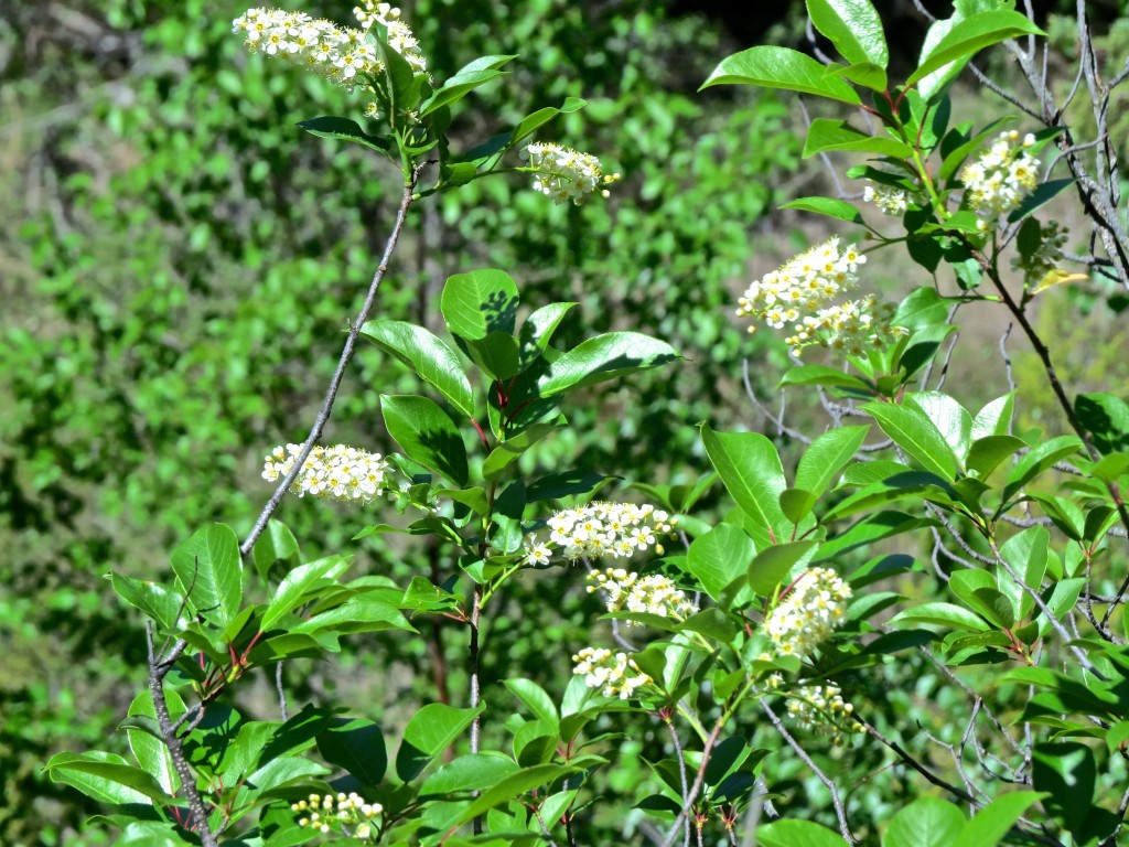 ChokeCherry Blossoms