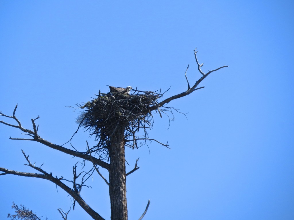 Eagle's Nest