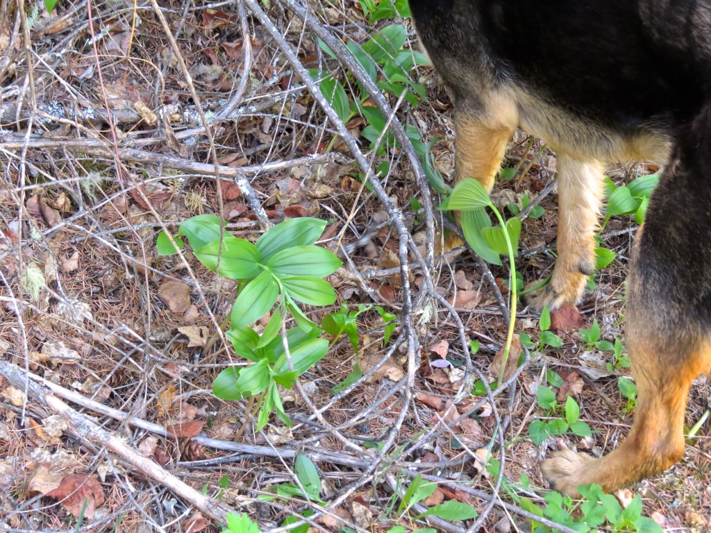 False Solomon's Seal