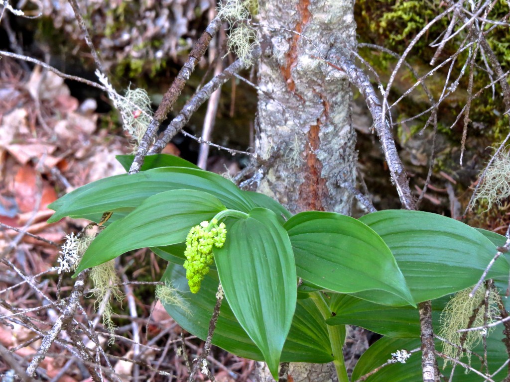 False Solomon's Seal Flowering