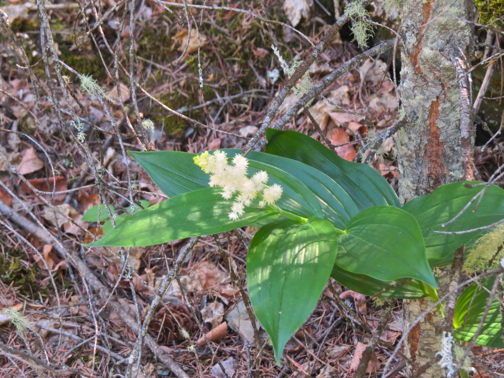 Fragrant Explosion!