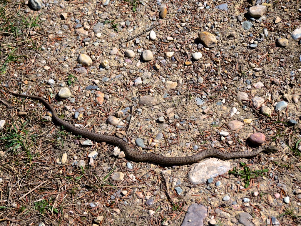 Garter Snake