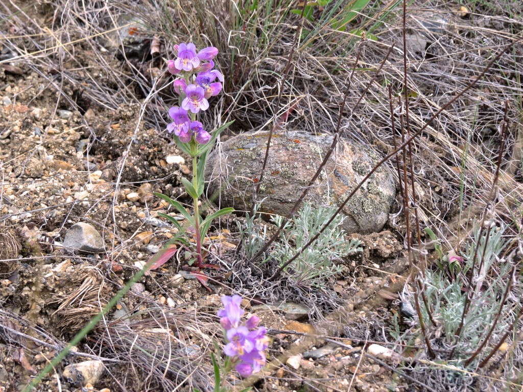 Gentians