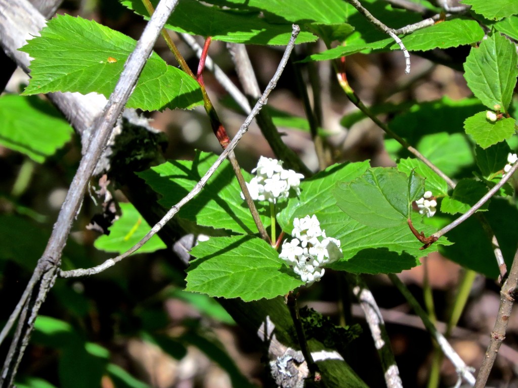 High Bush Cranberry Florets